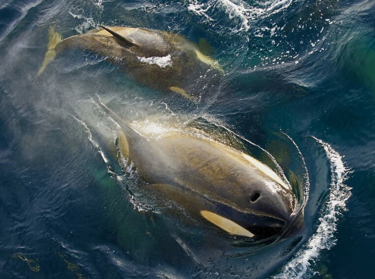 10 Facts About Orcas (Killer Whales)
