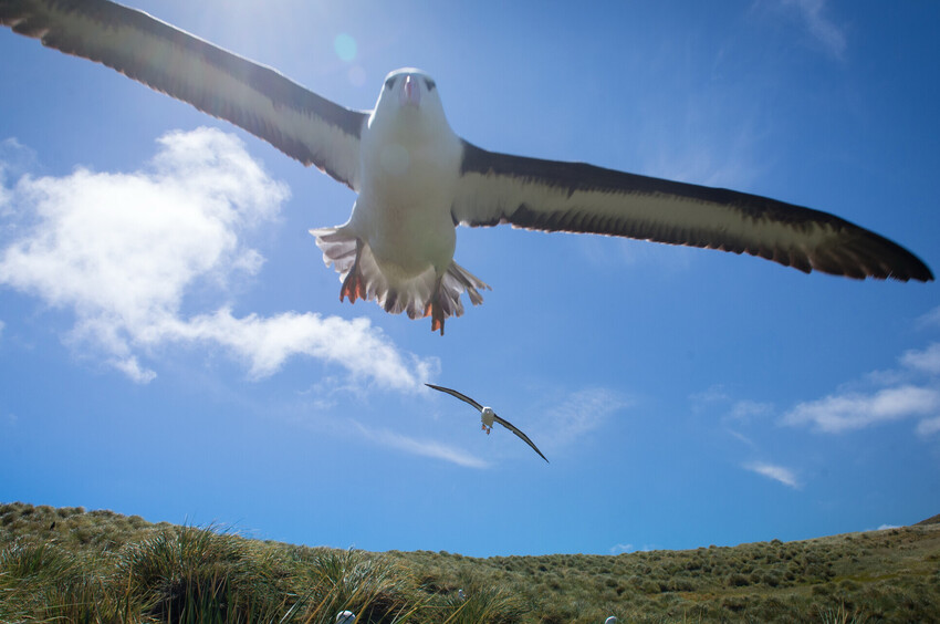 Wandering Albatross