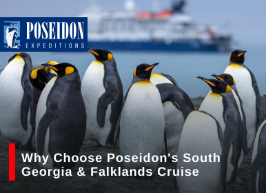 Why Choose Poseidon's South Georgia & Falklands Cruise