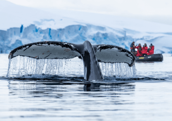 Classic Antarctica 