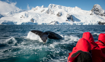 New Year & Christmas in Antarctica_ABUNDANT ANTARCTIC WILDLIFE
