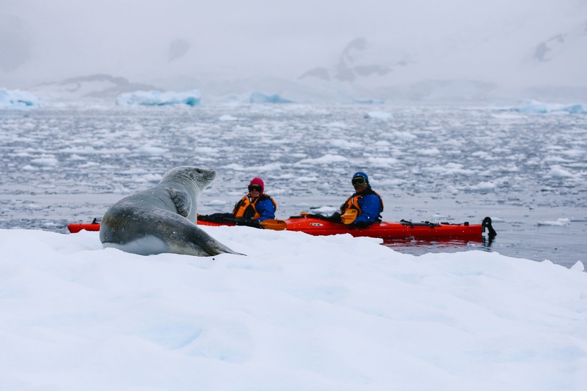 Leopard Seal