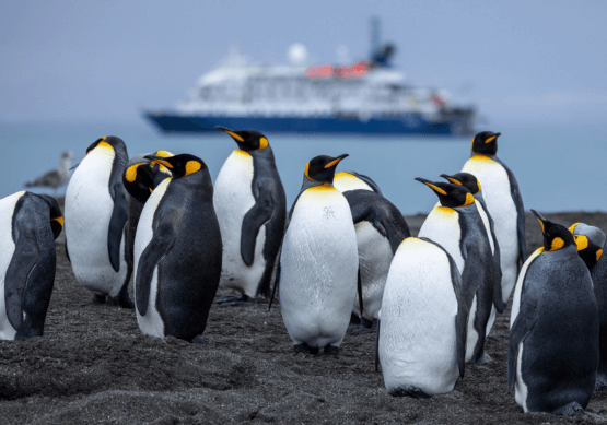 Falklands & South Georgia