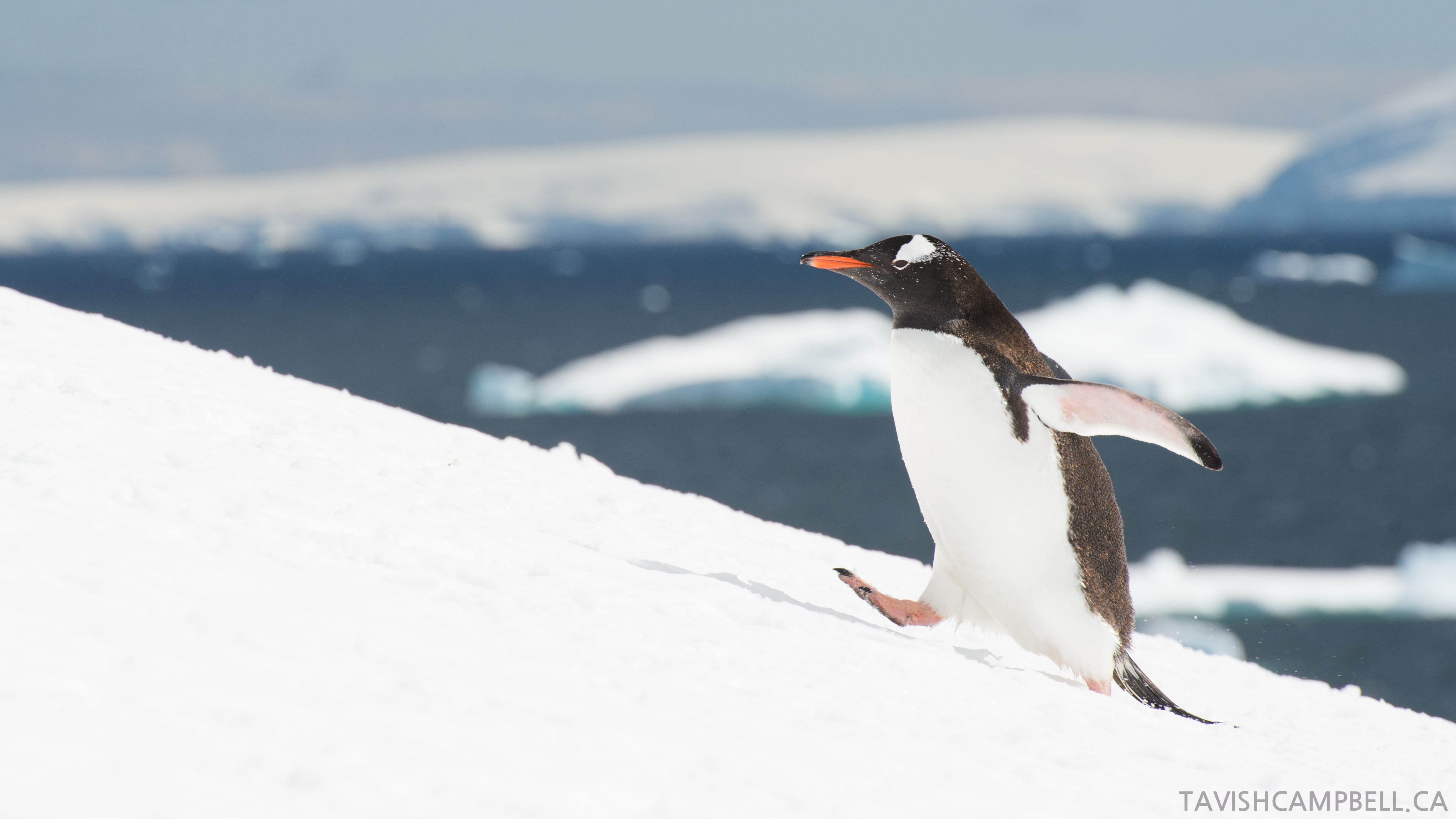 Can you go to Antarctica? Checklist for travelers