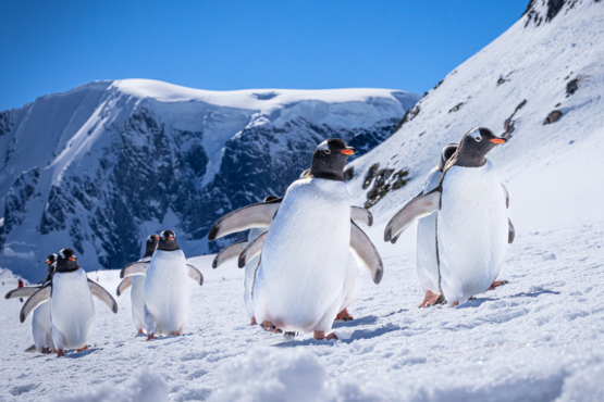 Antarctic Peninsula 