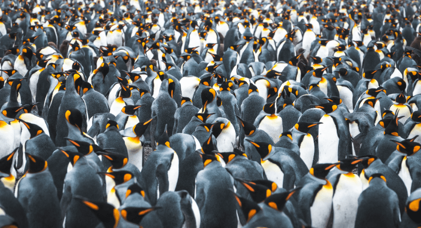 KING PENGUIN SANCTUARY