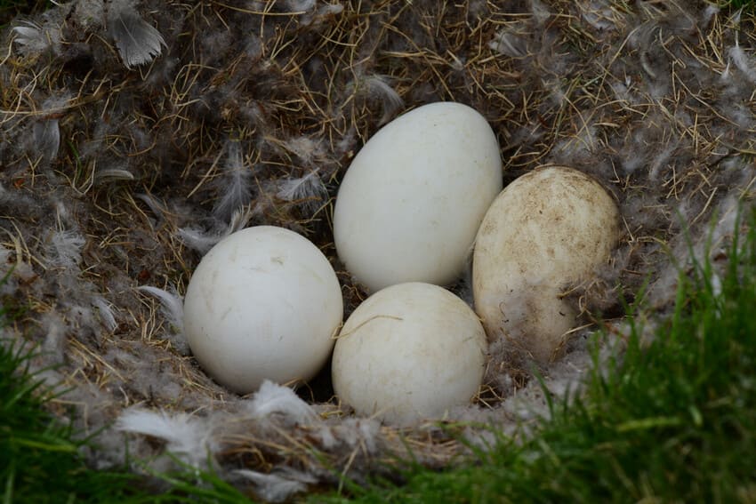 Facts about snowy owls