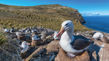 Ultimate Wildlife Expedition_THE FALKLAND ISLANDS