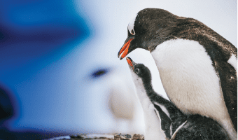 ENCHANTING WILDLIFE ENCOUNTERS