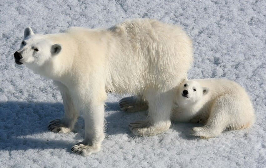 Growing threat for polar bears