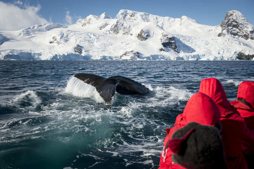 What is the Fastest Ocean Animal in the World?