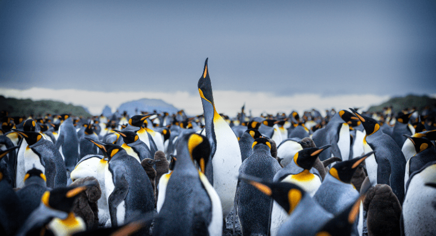 Ultimate Wildlife Expedition_SOUTH GEORGIA ISLAND