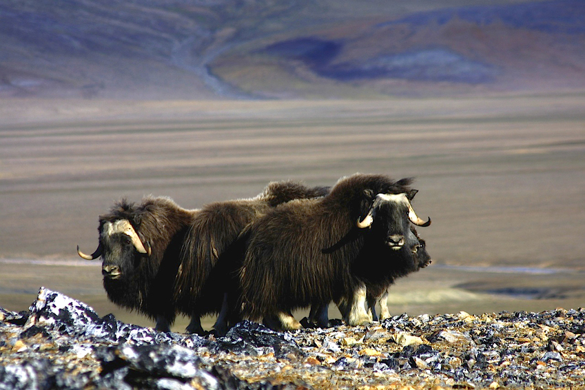 Iceland and Greenland_Incredible wildlife