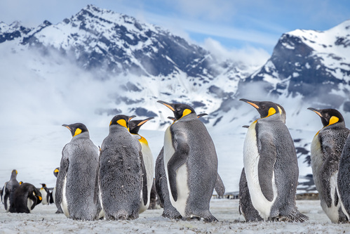 Antarctic Wildlife Antarctic Wildlife