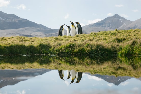 King penguins in Antarctica King penguins in Antarctica