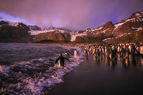 How to get to the departure port of your Antarctic wildlife expedition How to get to the departure port of your Antarctic wildlife expedition