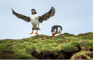 3.jpg Puffins