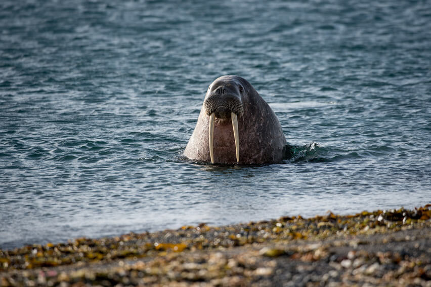 Top Reasons to Visit Svalbard
